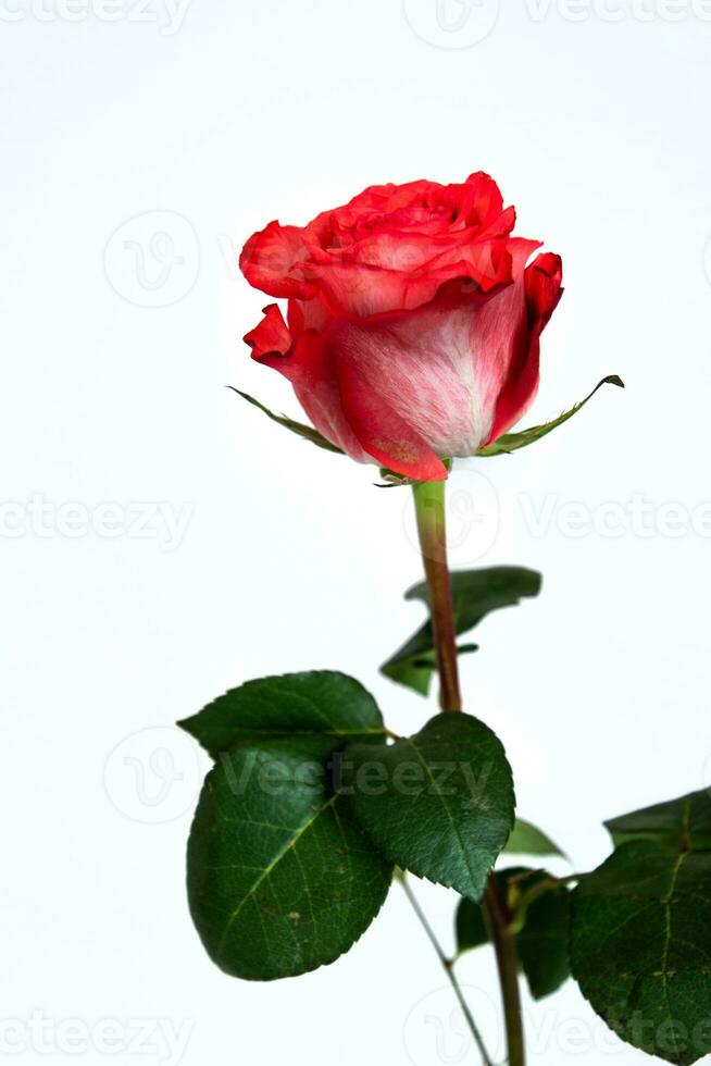 delikana red rose flower isolated on white isolated background photo