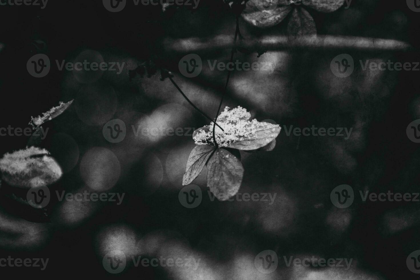 un marchito delicado flor en el jardín en un frío escarchado día durante que cae blanco nieve foto