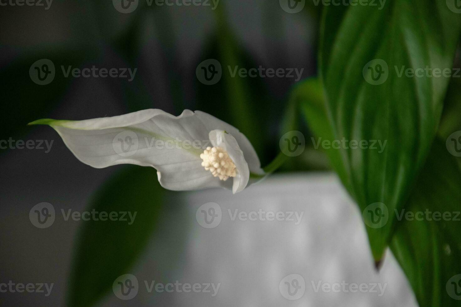 ome flower in a white pot cleansing the air on the shelf in close-up photo