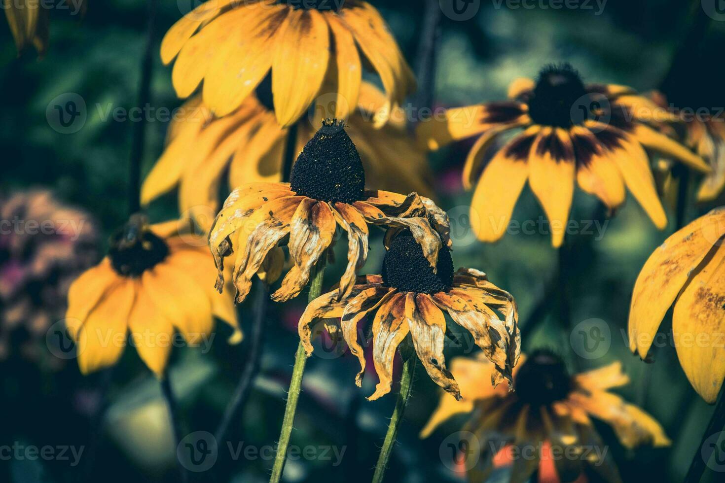 yellow flowers in the garden in the warm summer sun, photo