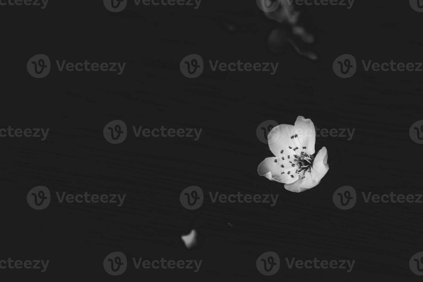 delicate small spring white apple blossom on a black background photo