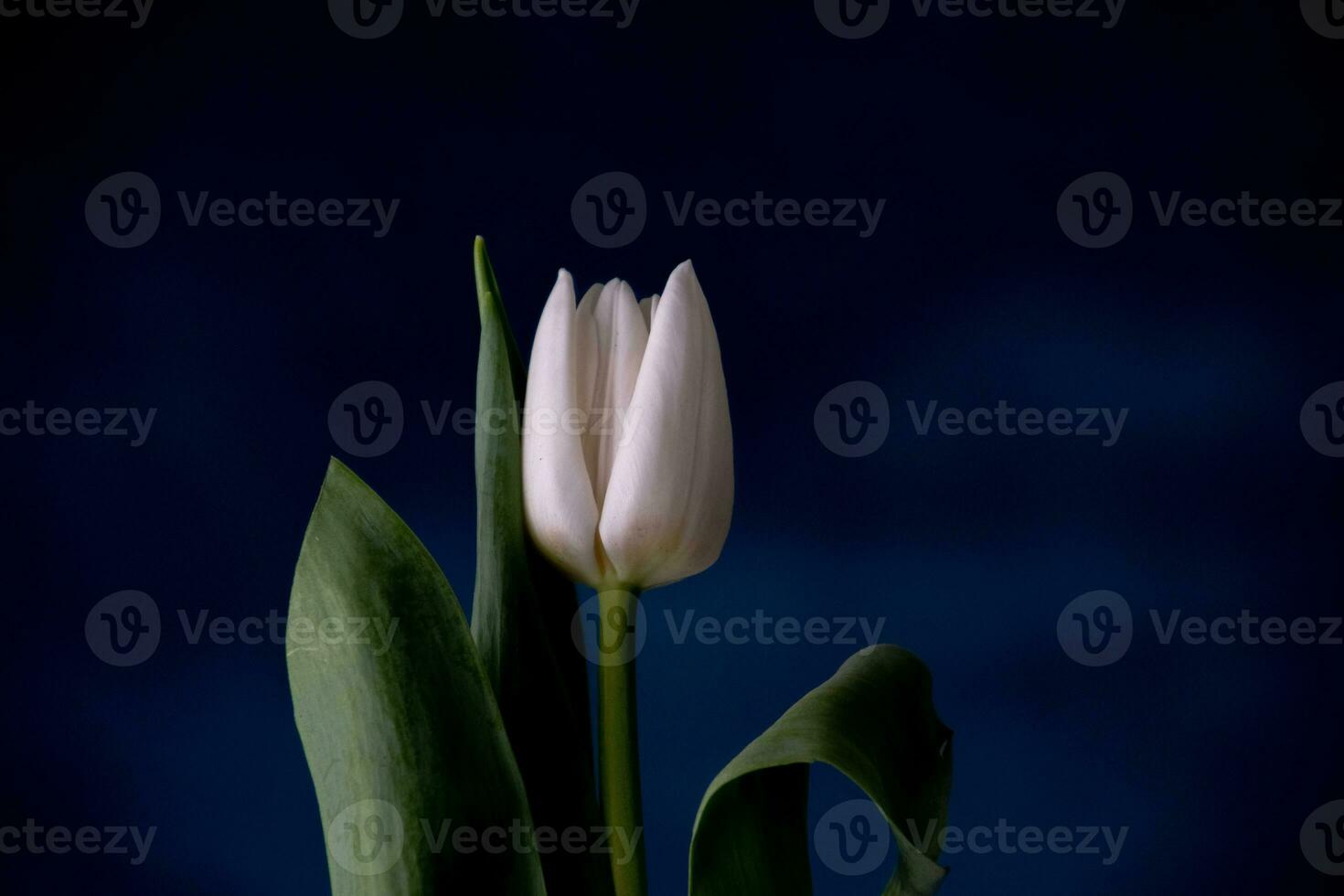 white spring tulip flower with green leaves on dark background photo