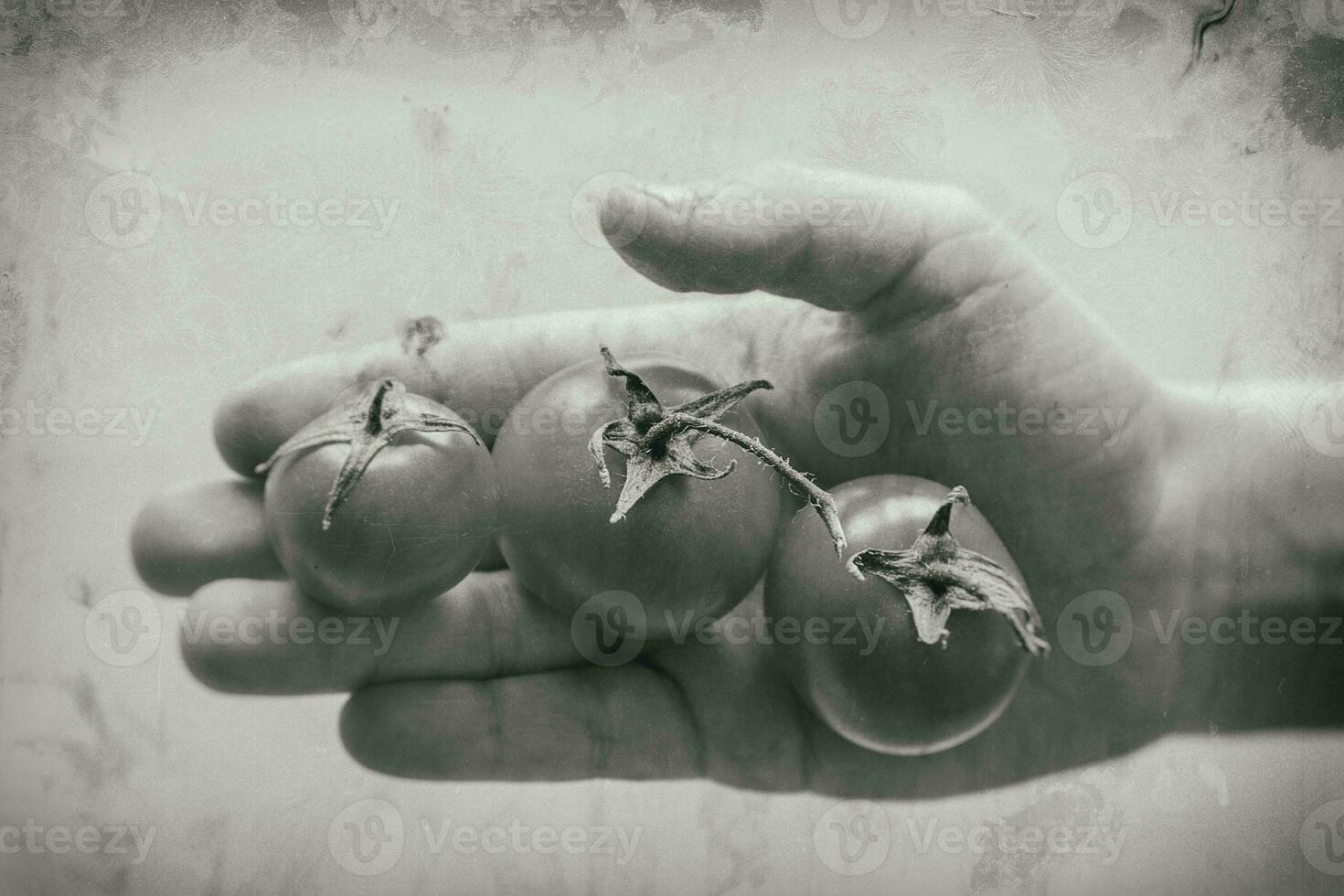 ripe red tomato on a child's hand on a white smooth background photo