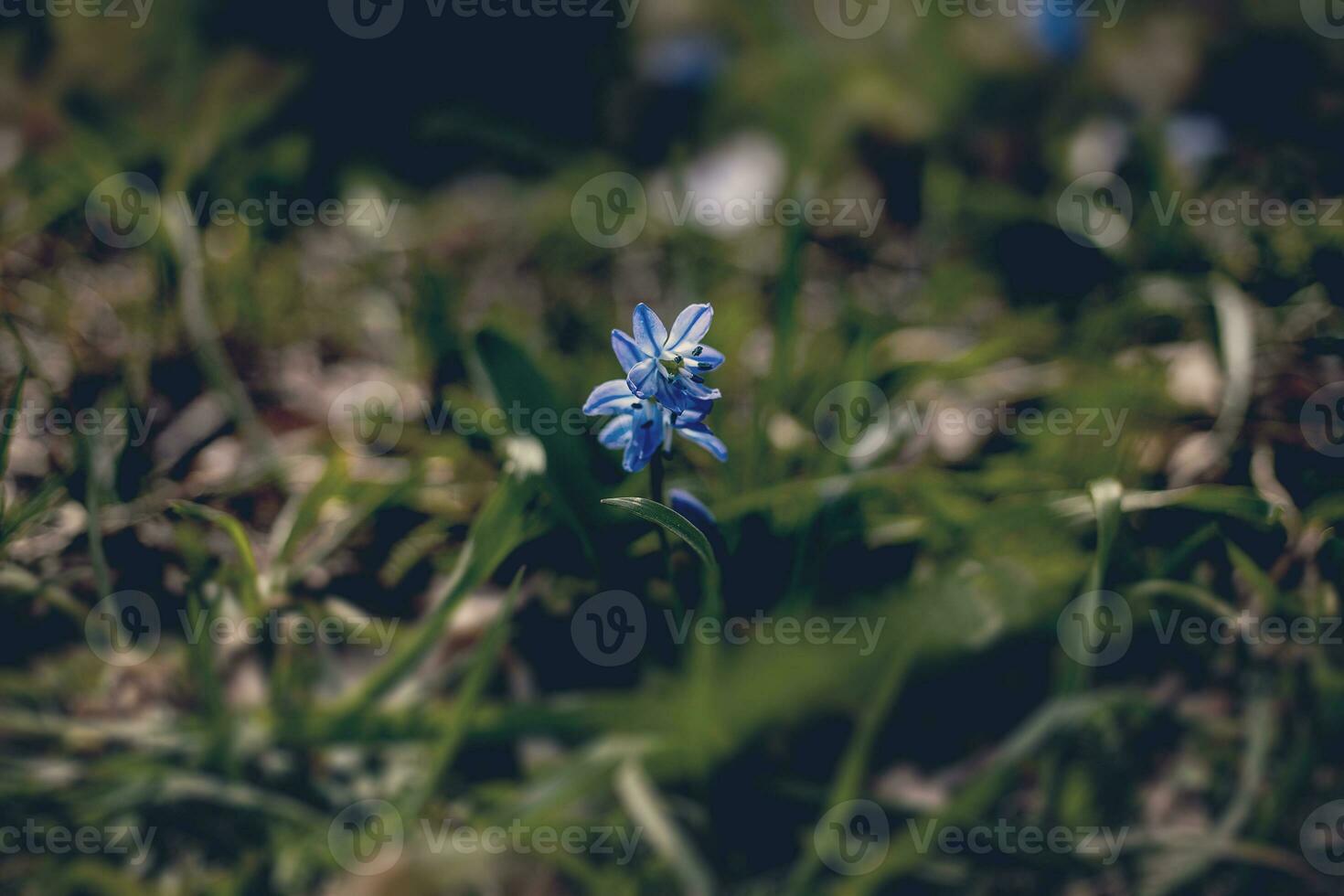 little blue flower on the green spring meadow with background of grass photo