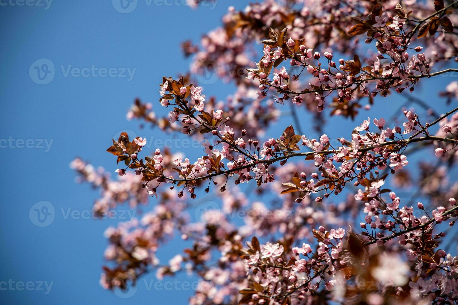 spring tree full of small delicate pink flowers on a beautiful warm sunny day photo