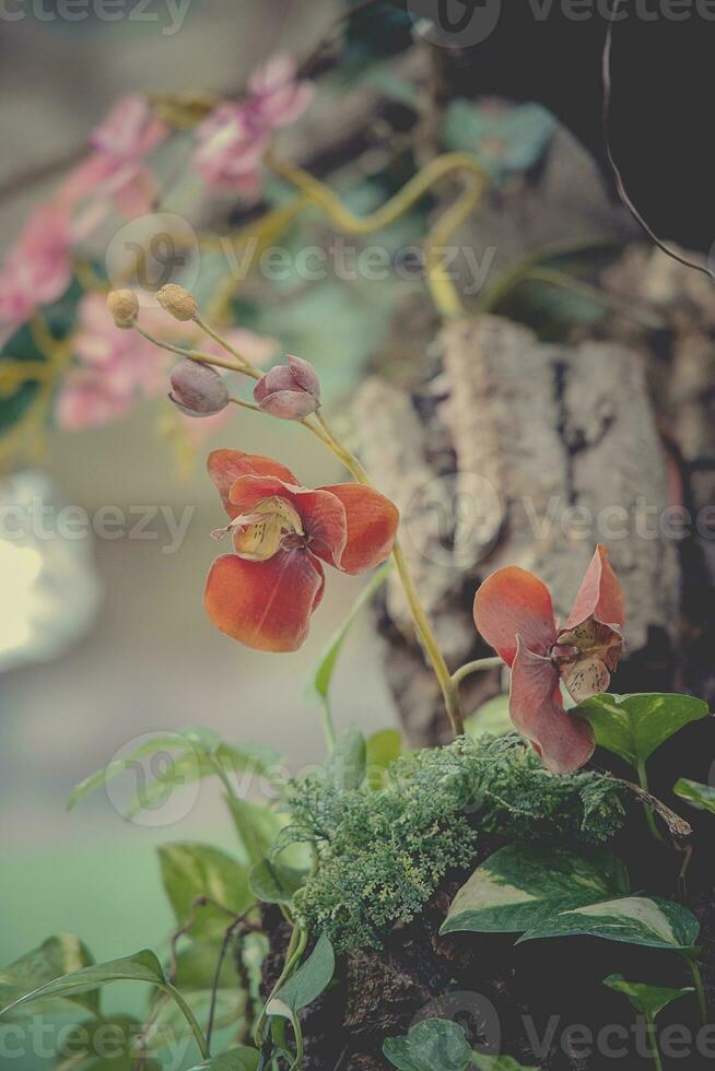 delicate colorful orchid flower growing in natural habitat photo