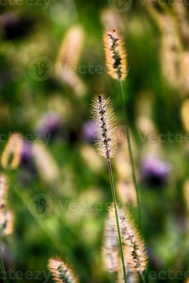 autumn golden grass in the warm rays of the afternoon sun photo