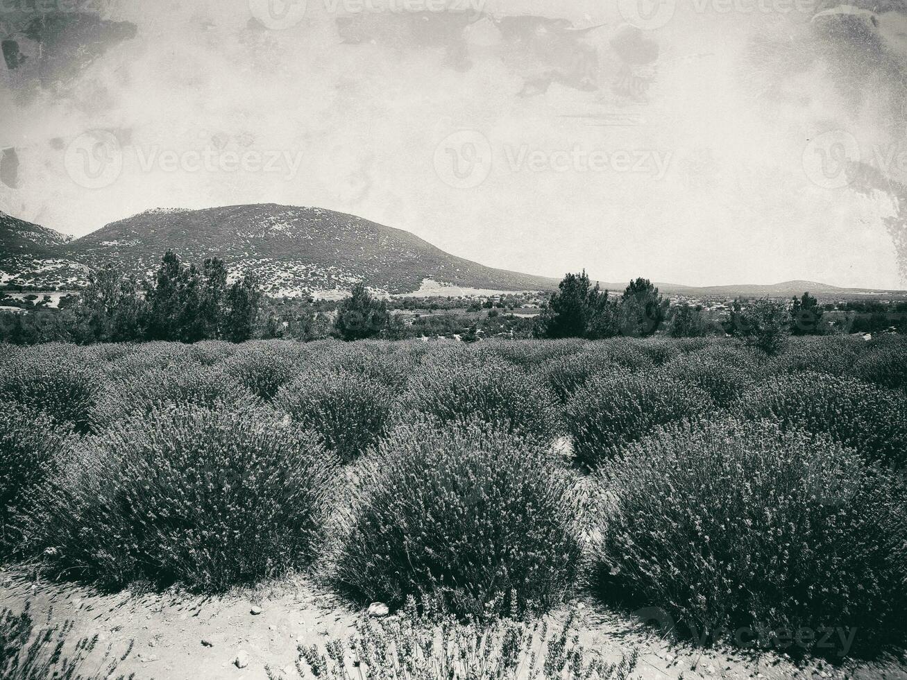 fragante lavanda creciente en el turco campo en el caliente verano julio Dom foto