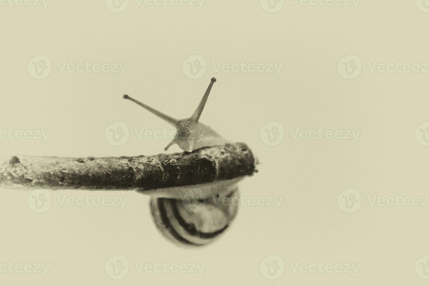 little beige snail with a shell climbing on a stick on a light cream background photo