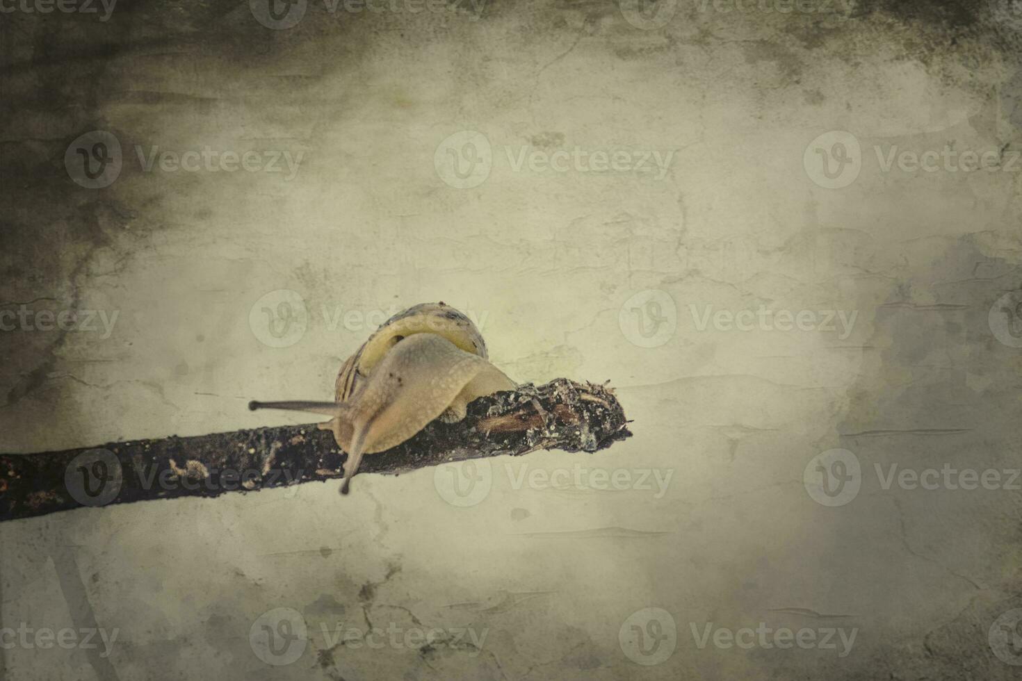 little beige snail with a shell climbing on a stick on a light cream background photo