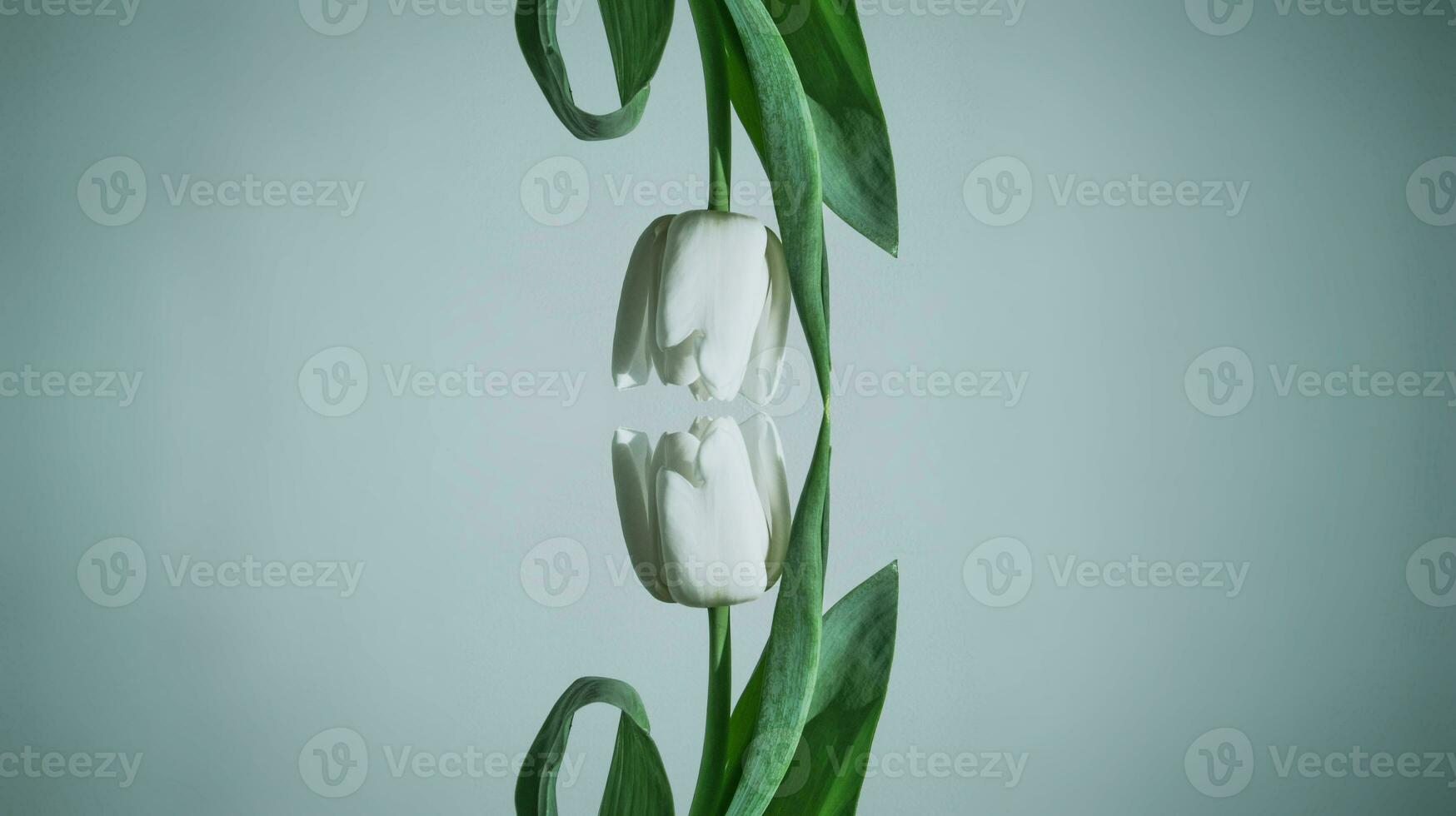 white spring tulip flower with green leaves on dark background photo