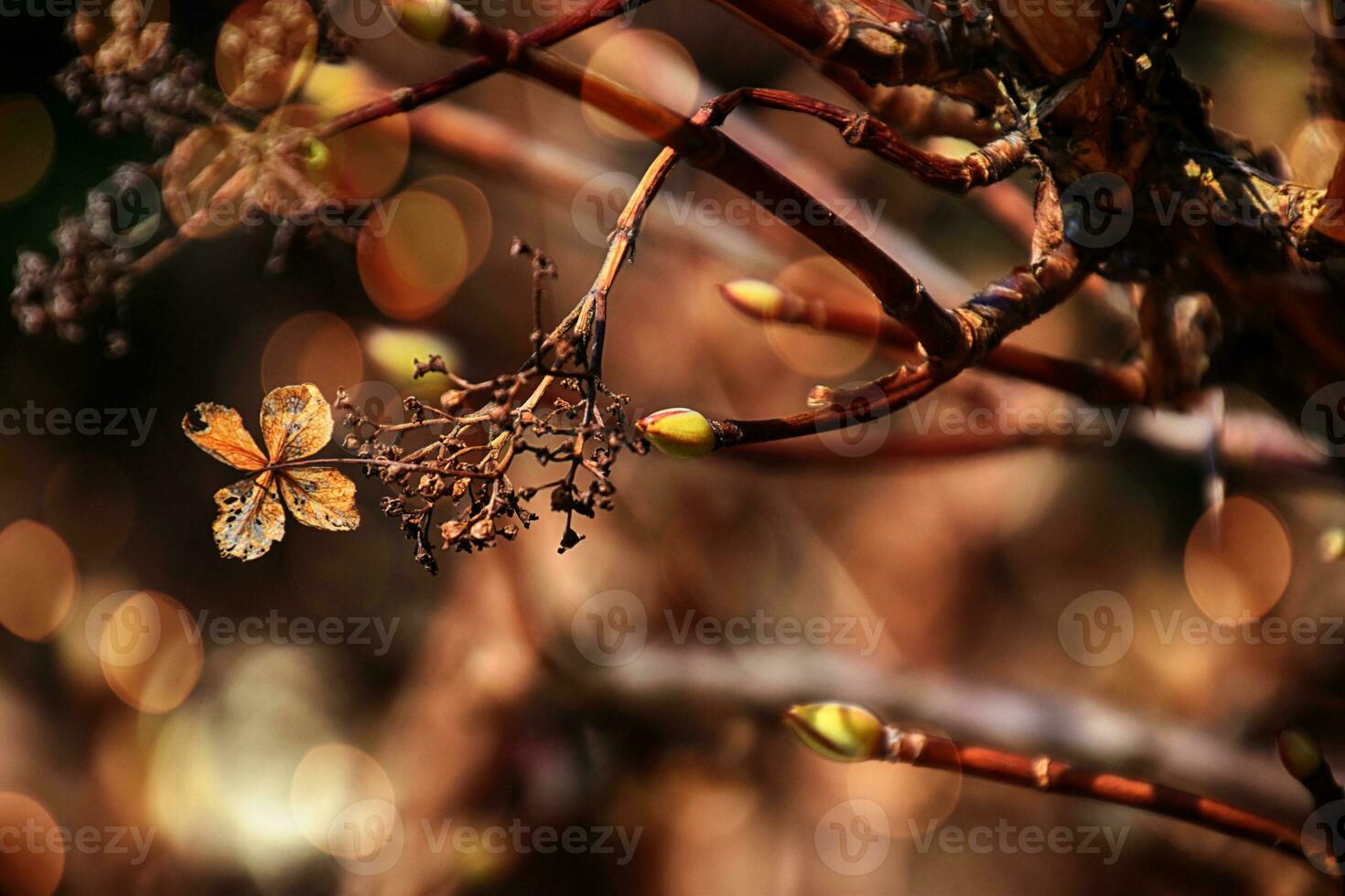 marrón antiguo flores de el otoño jardín en el calentar ligero de el tarde Dom foto