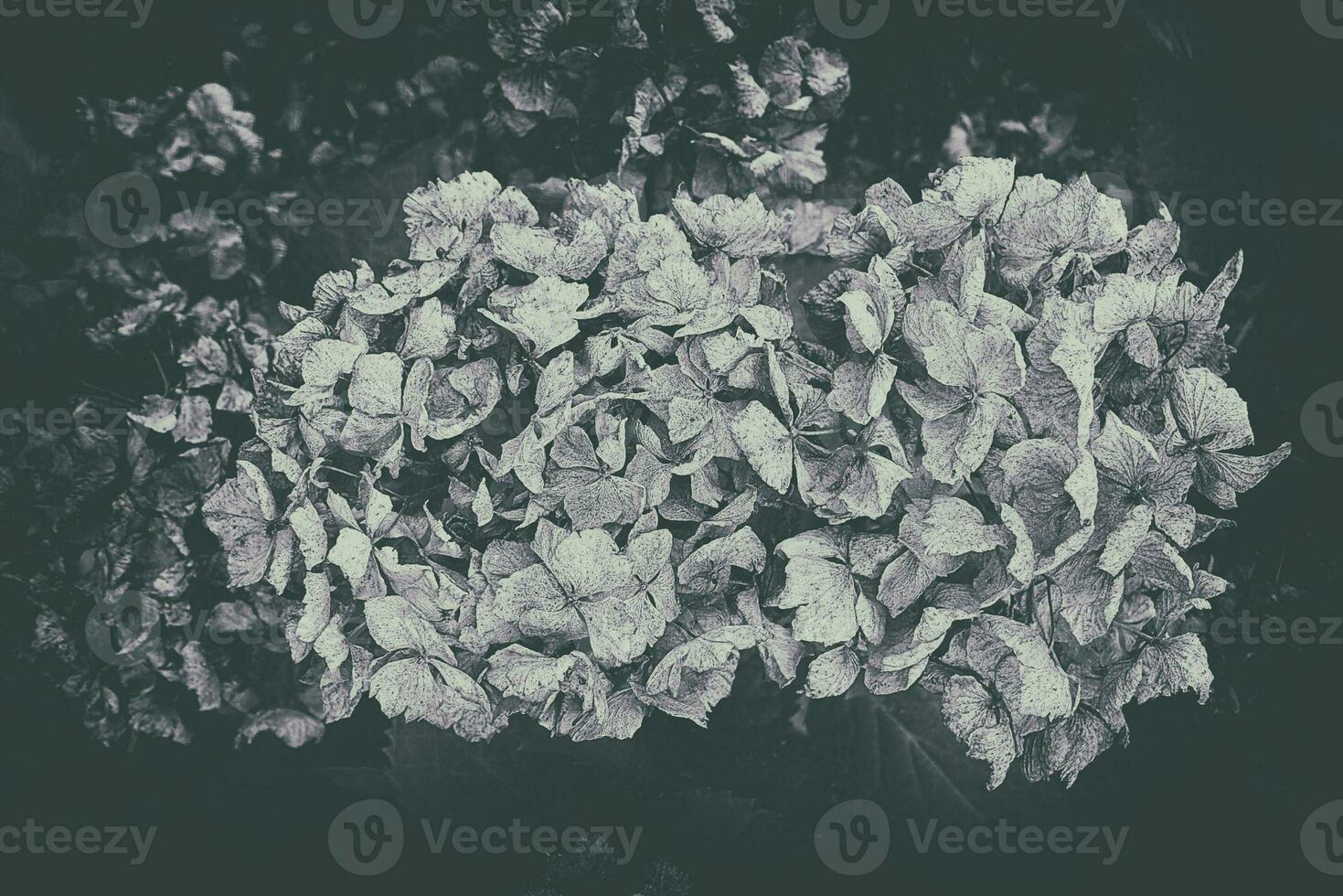 dry last year's hydrangea growing in the spring garden among green leaves photo