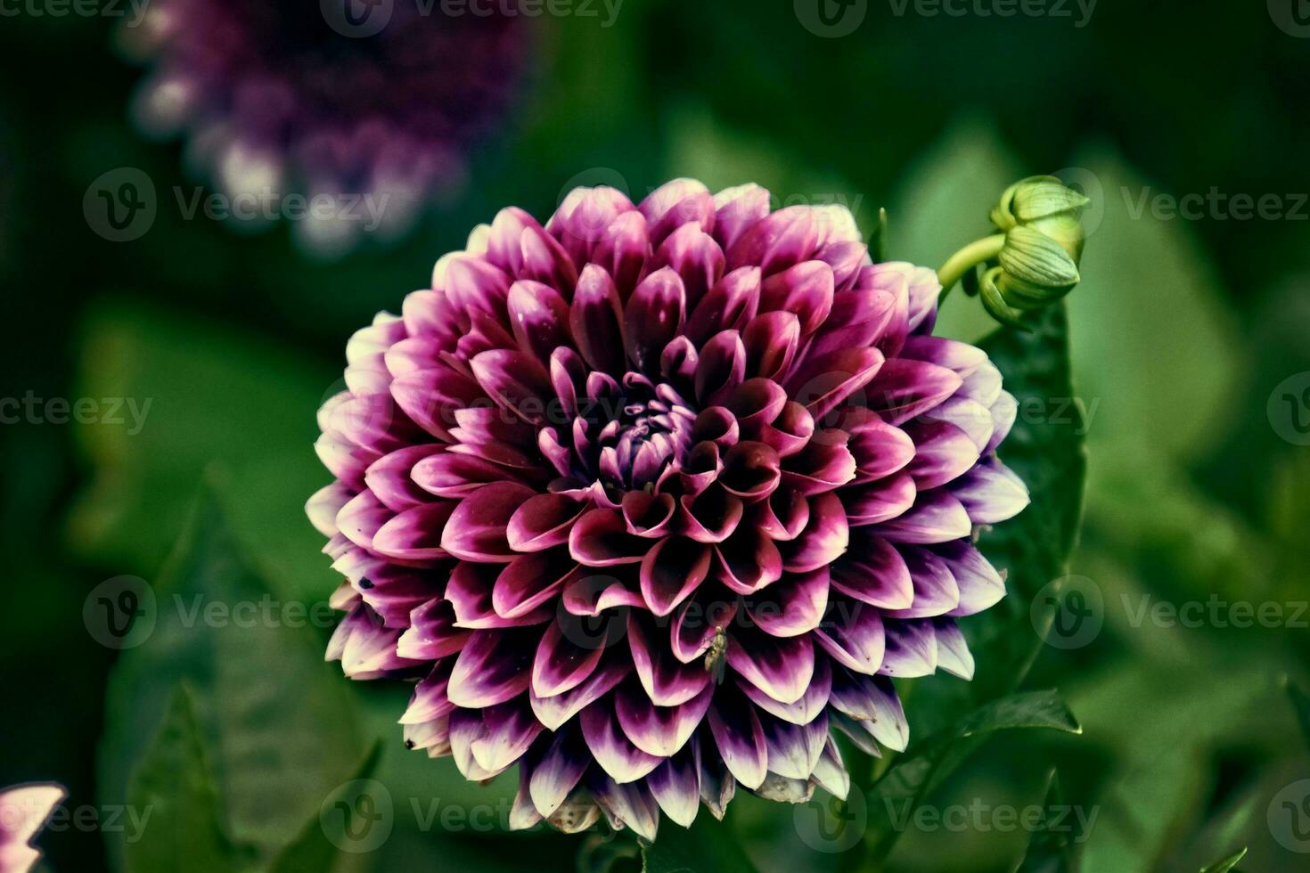 original púrpura flores ellos dio creciente en un verano día en un jardín entre verde hojas foto