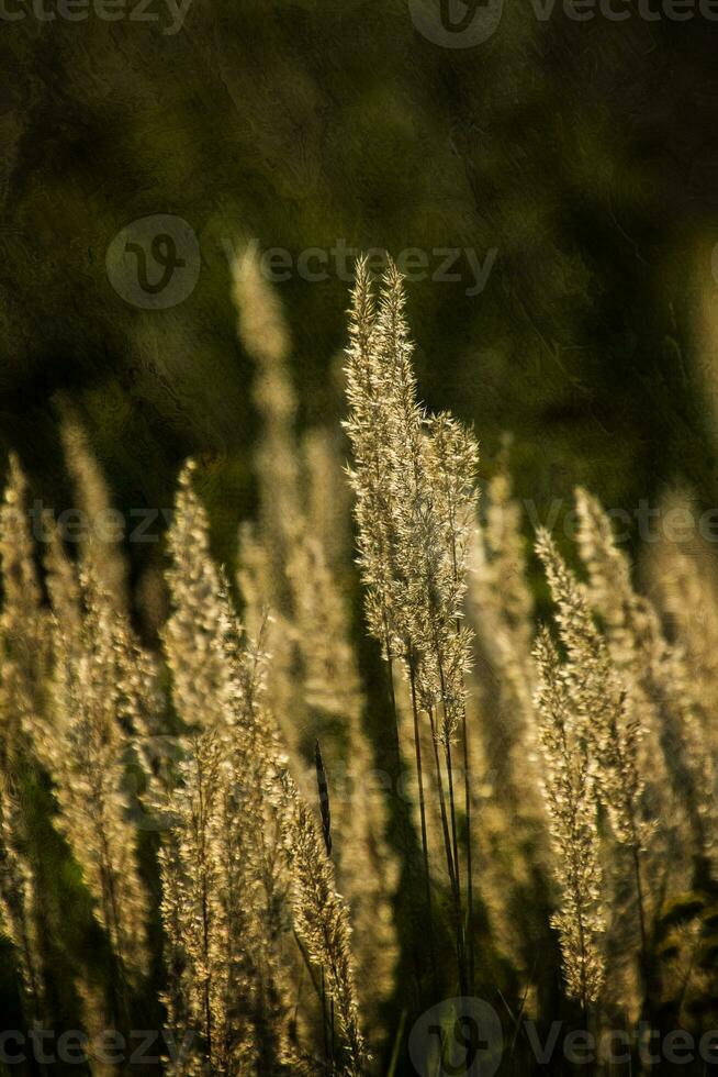 autumn golden grass in the warm rays of the afternoon sun photo