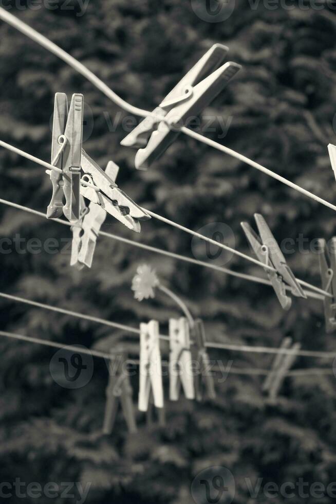 beautiful delicate flower milk pinned to paper clips on a rope to dry underwear photo