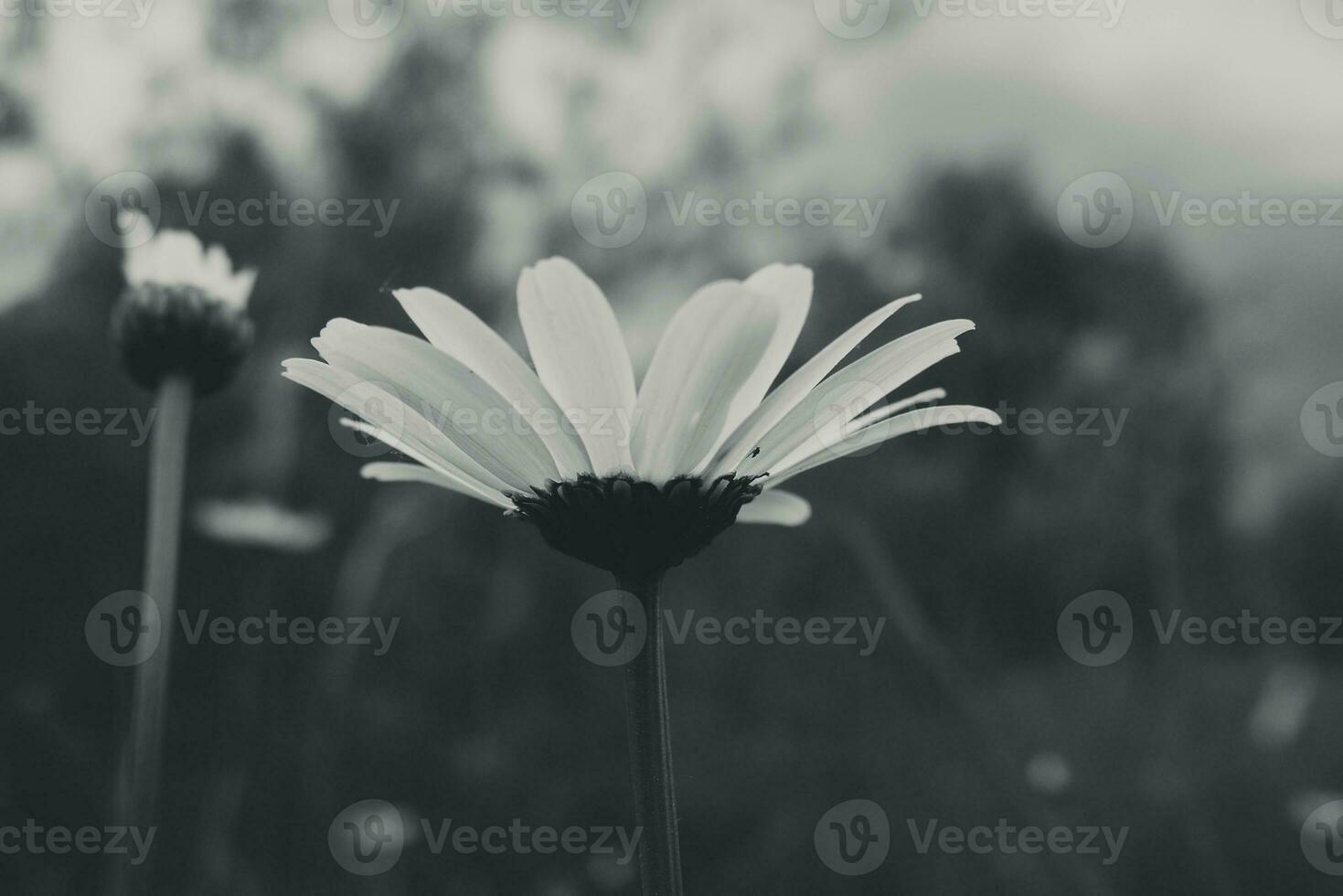 white camomiles growing in a green wild meadow on a summer day in close-up photo