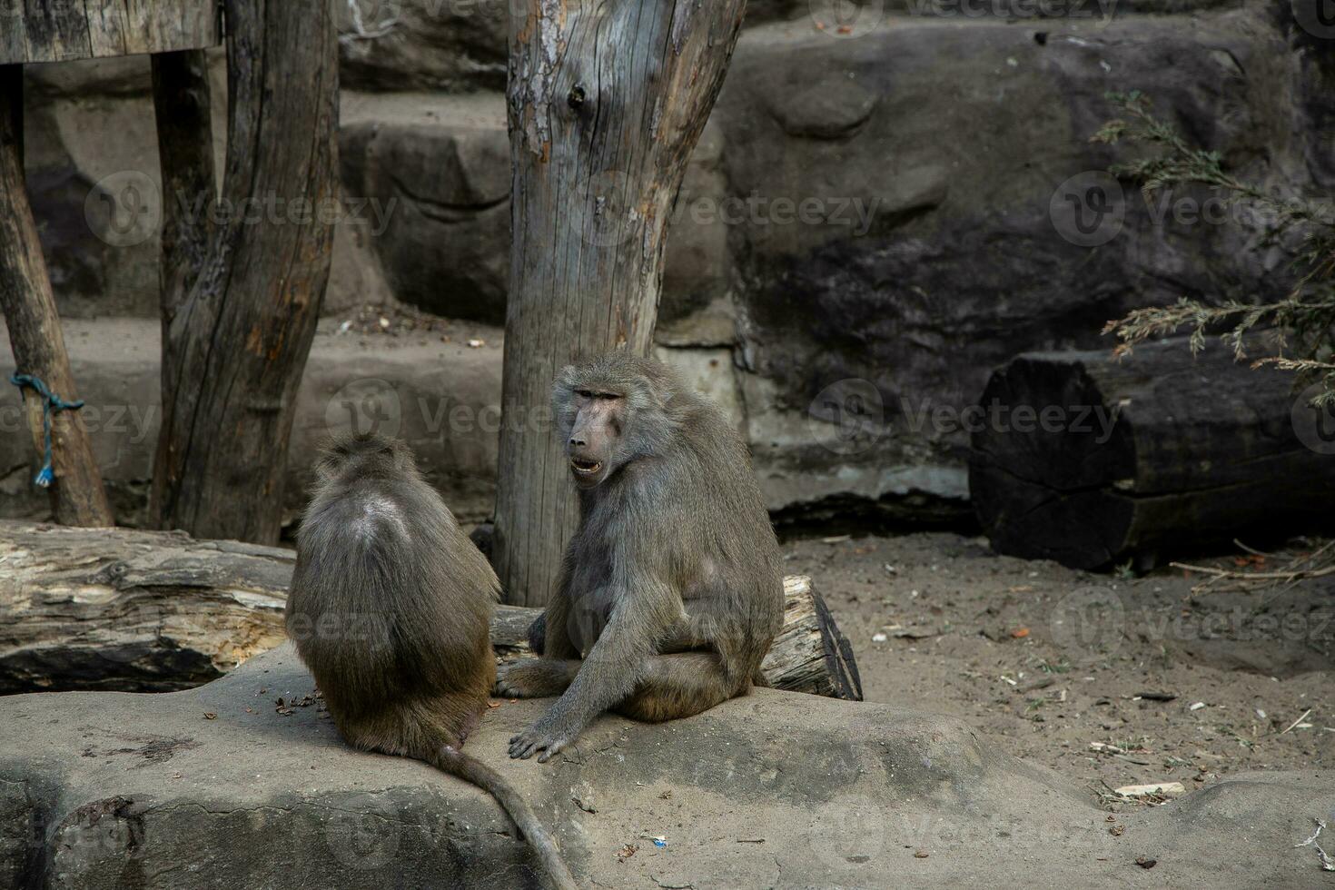 monkey animals at the zoo on a warm summer day outside photo