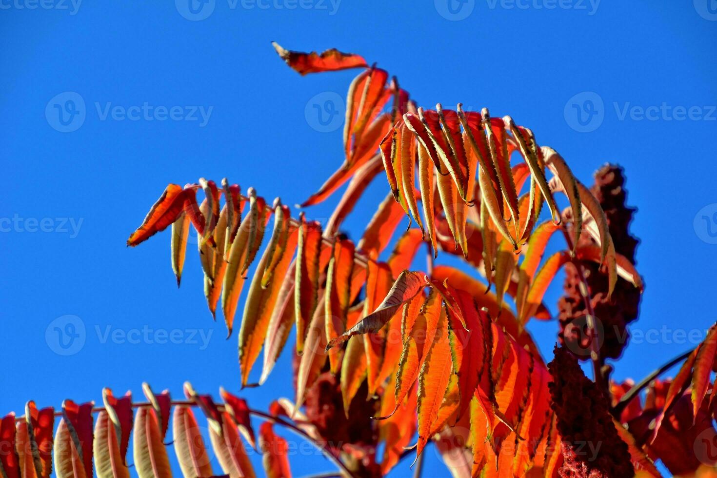 red leaves forming an interesting and original autumn background on a sunny day photo