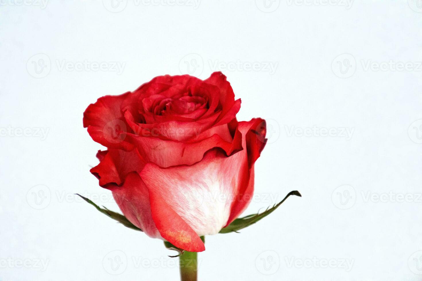 delikana red rose flower isolated on white isolated background photo