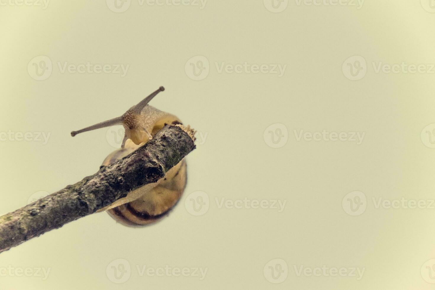 little beige snail with a shell climbing on a stick on a light cream background photo