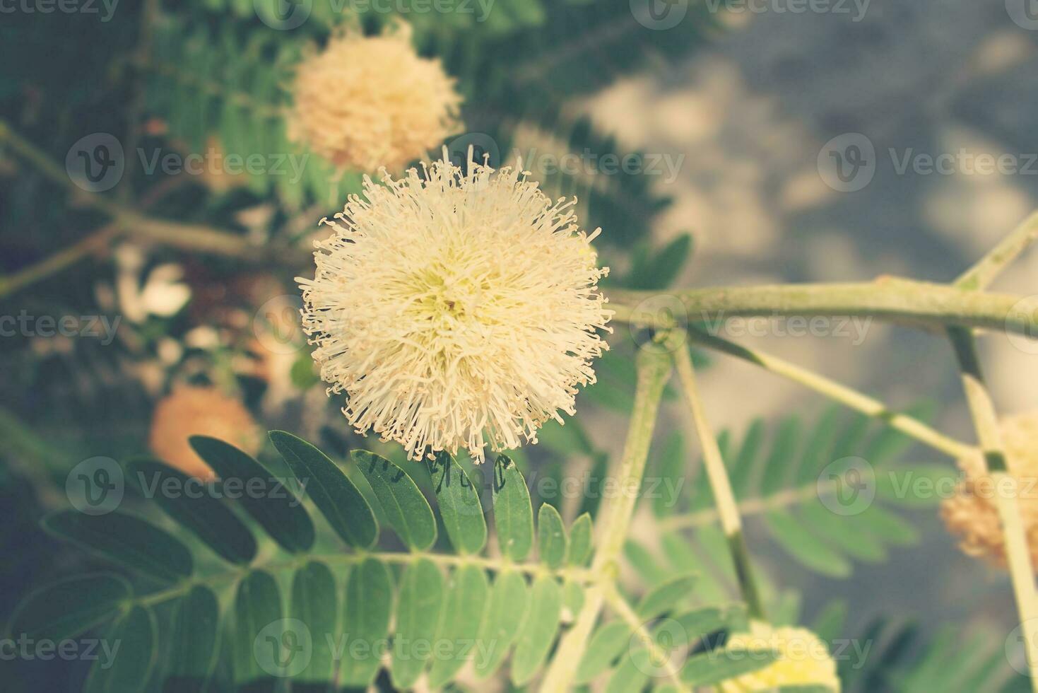 interesting original plant in a natural environment among green leaves on a warm summer day, photo