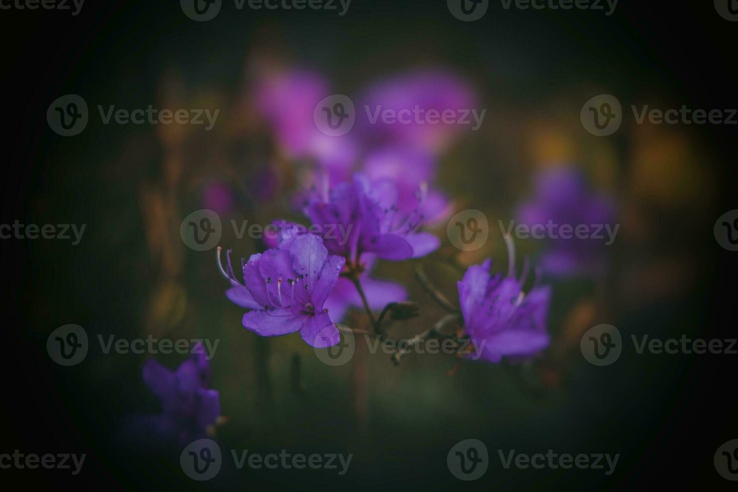spring twig of rhododendron covered with small purple delicate flowers in the garden photo