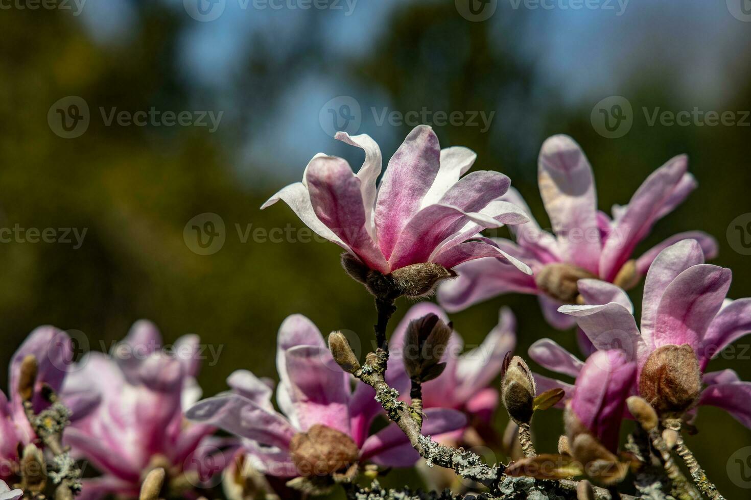 delicate large bright magnolia flowers on a spring tree in the warm sunshine photo