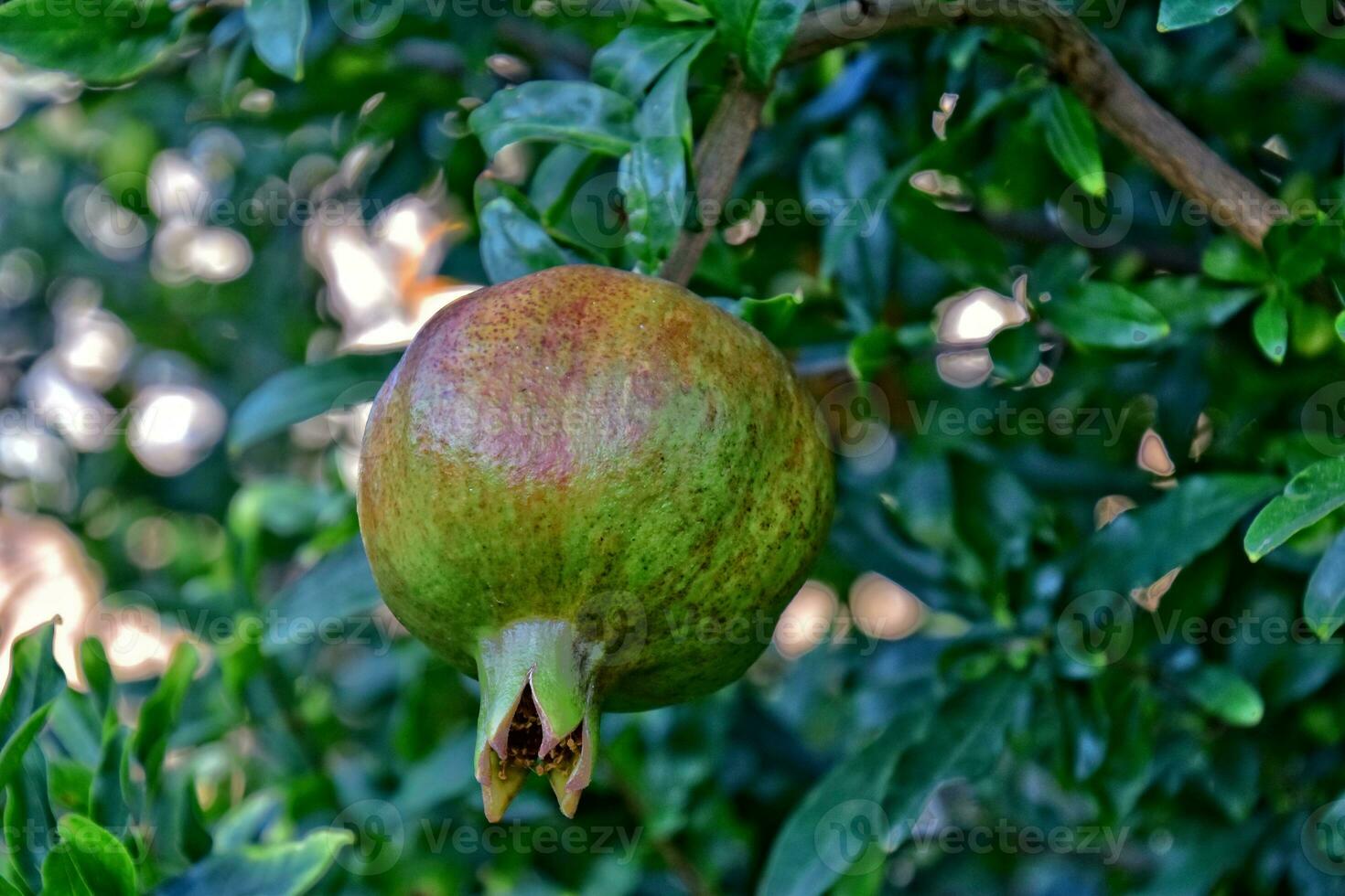 colgando en un árbol entre verde hojas en el verano maduro Fruta de el granada foto