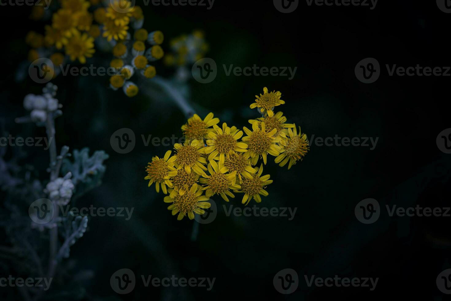 yellow wildflowers in the summer sun on the meadow photo