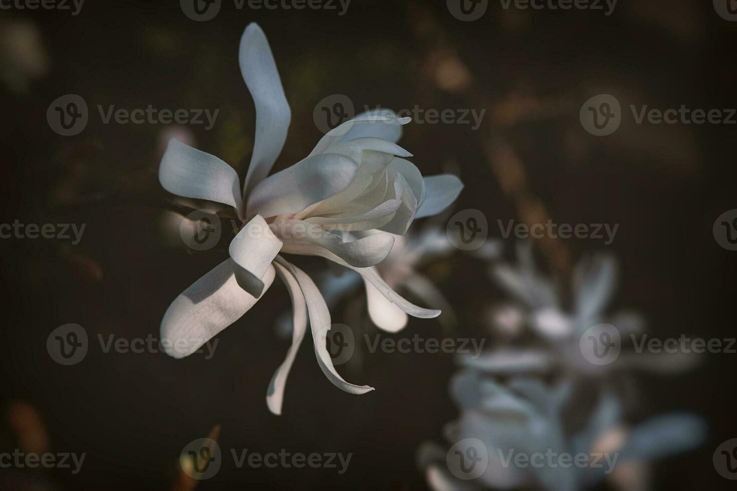 white magnolias on the tree in natural habitat on a warm sunny spring day photo