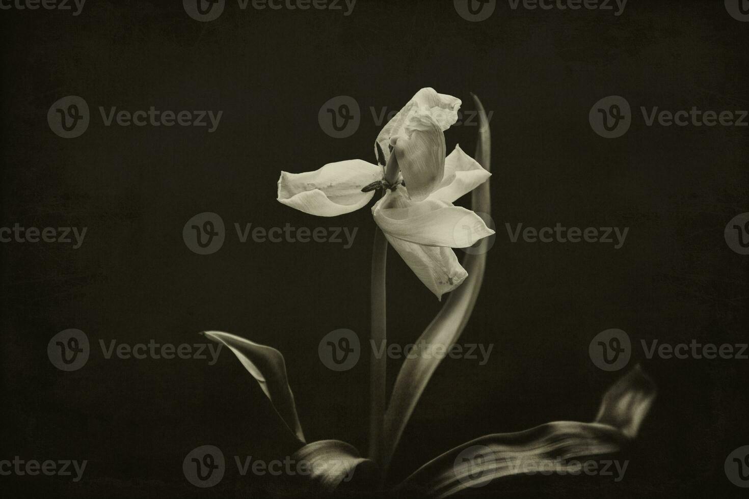 white spring tulip flower with green leaves on dark background photo