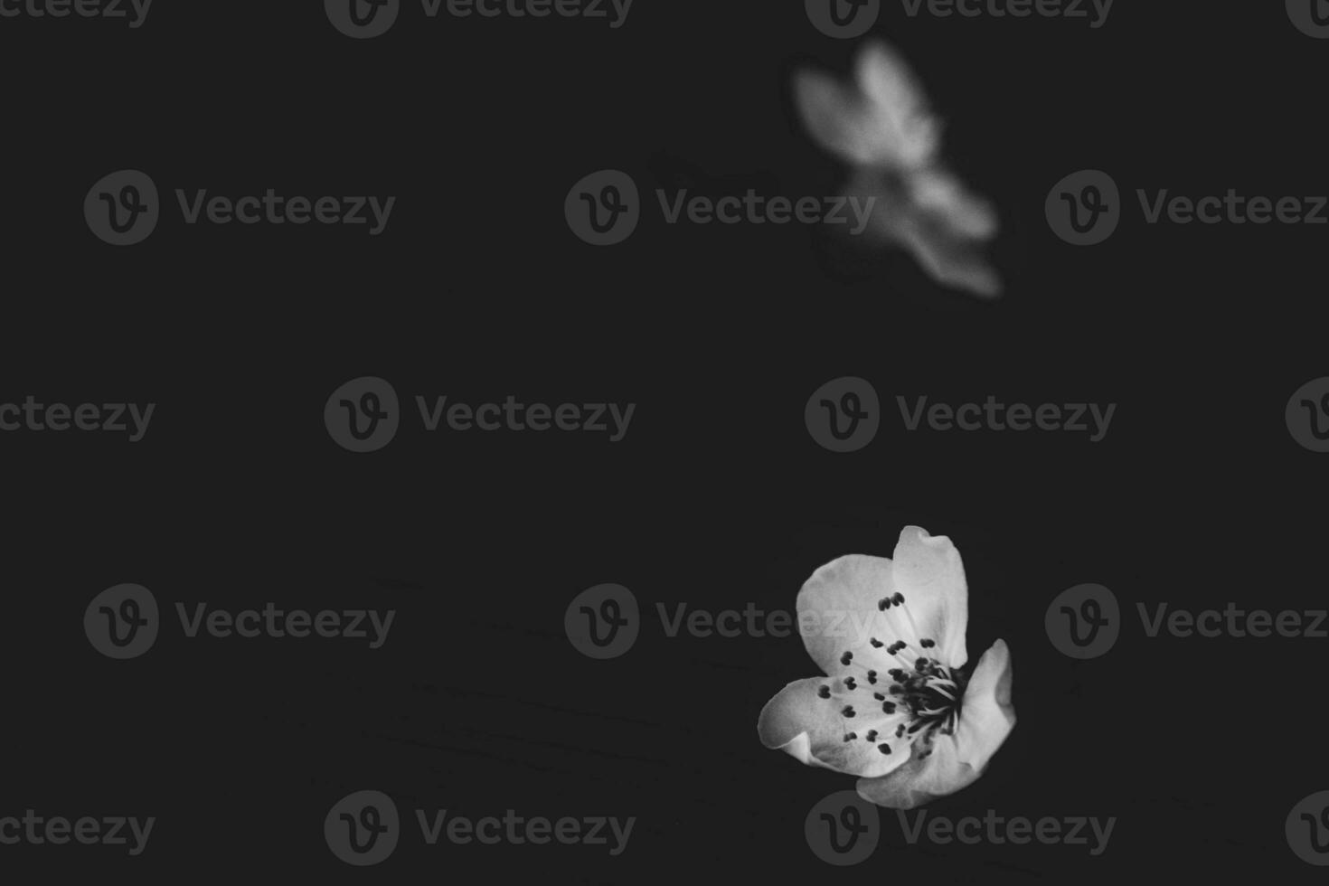 delicate small spring white apple blossom on a black background photo