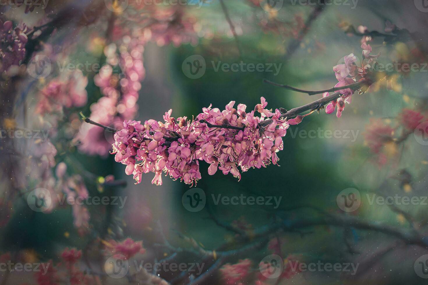 flowers on the tree in spring day photo