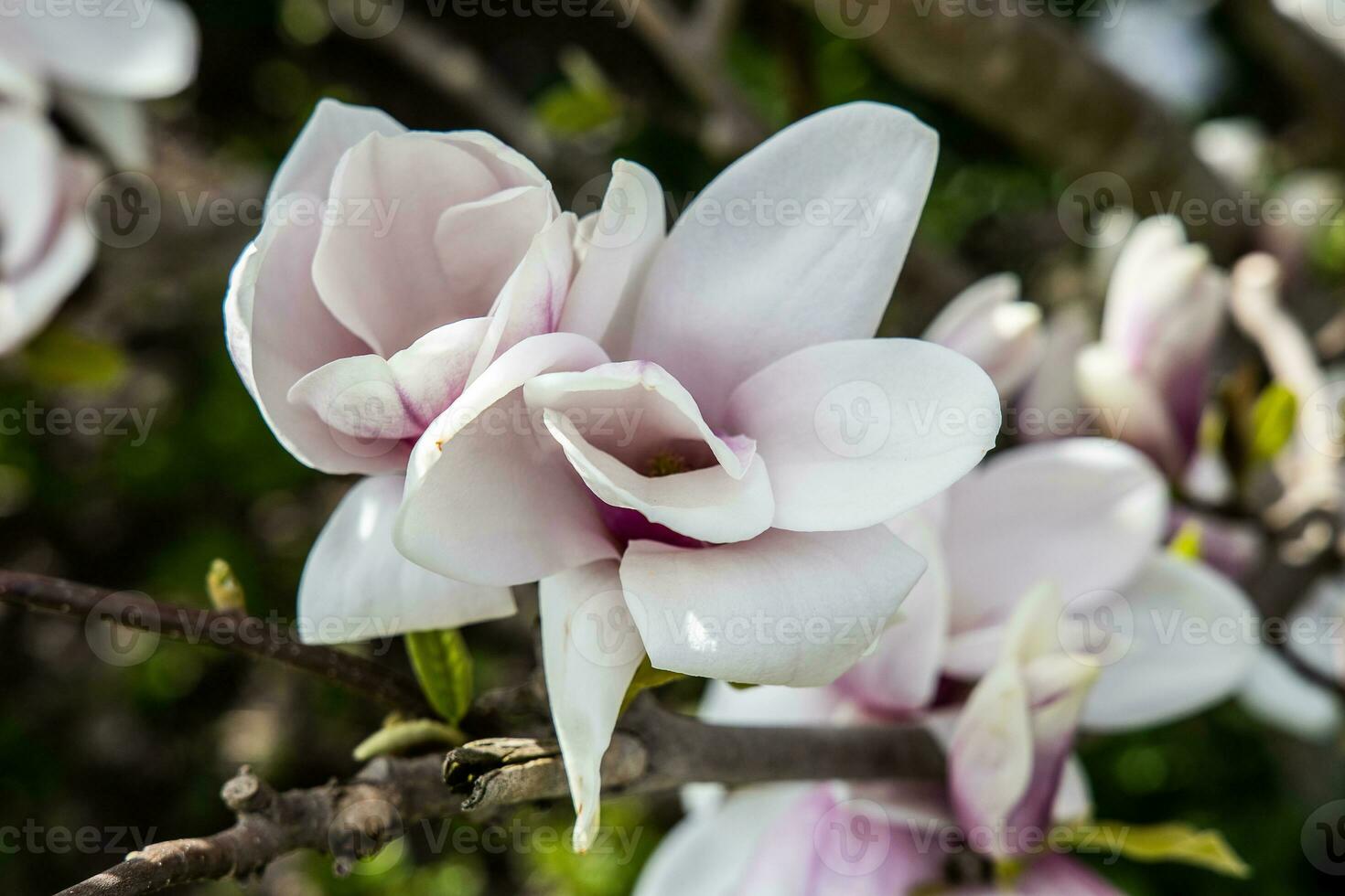 delicate large bright magnolia flowers on a spring tree in the warm sunshine photo
