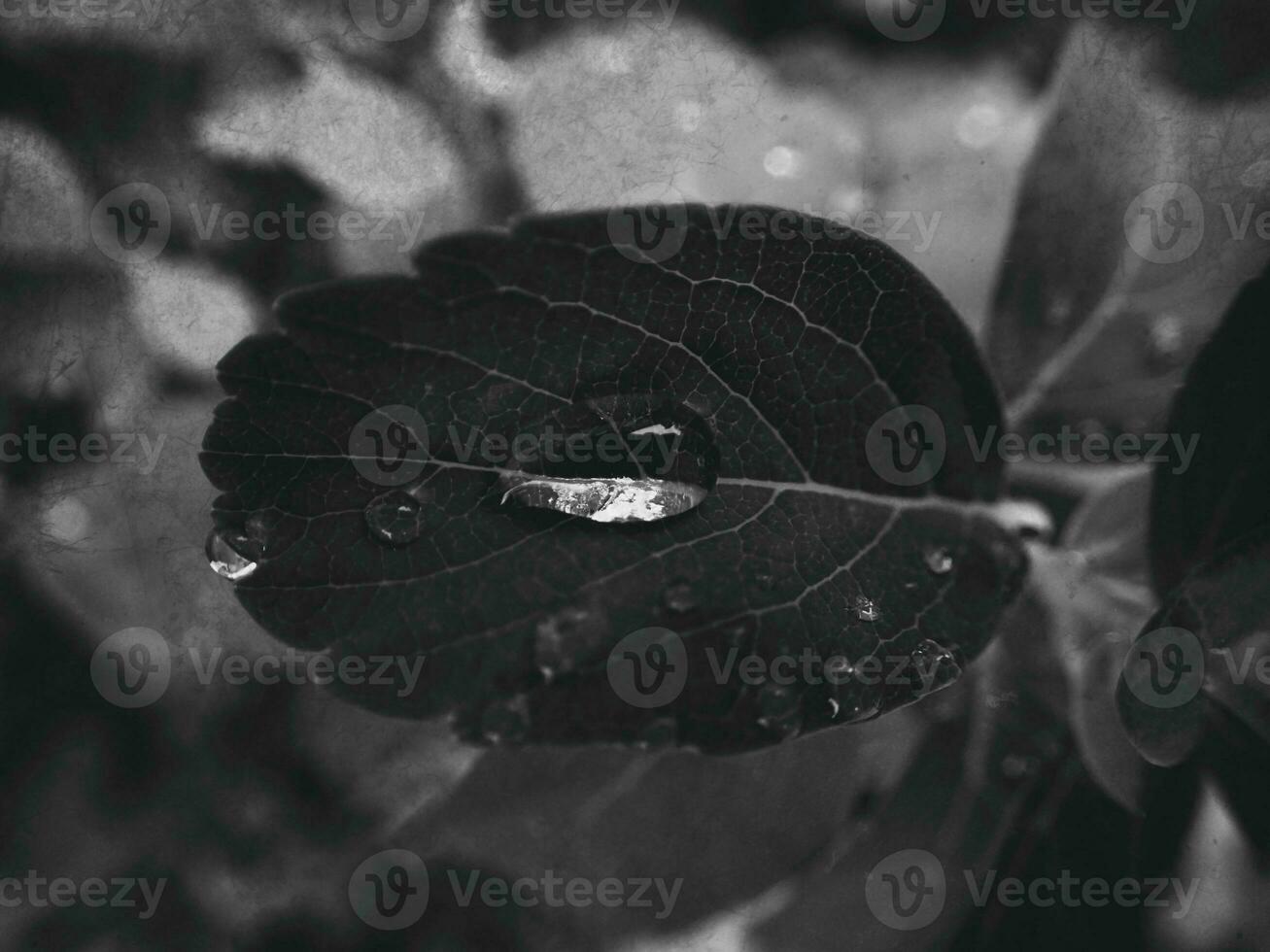 beautiful summer plant with raindrops on the leaves monochrome photo