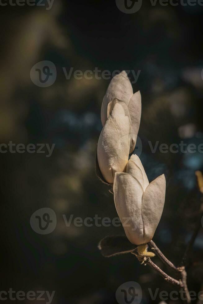 delicate large bright magnolia flowers on a spring tree in the warm sunshine photo