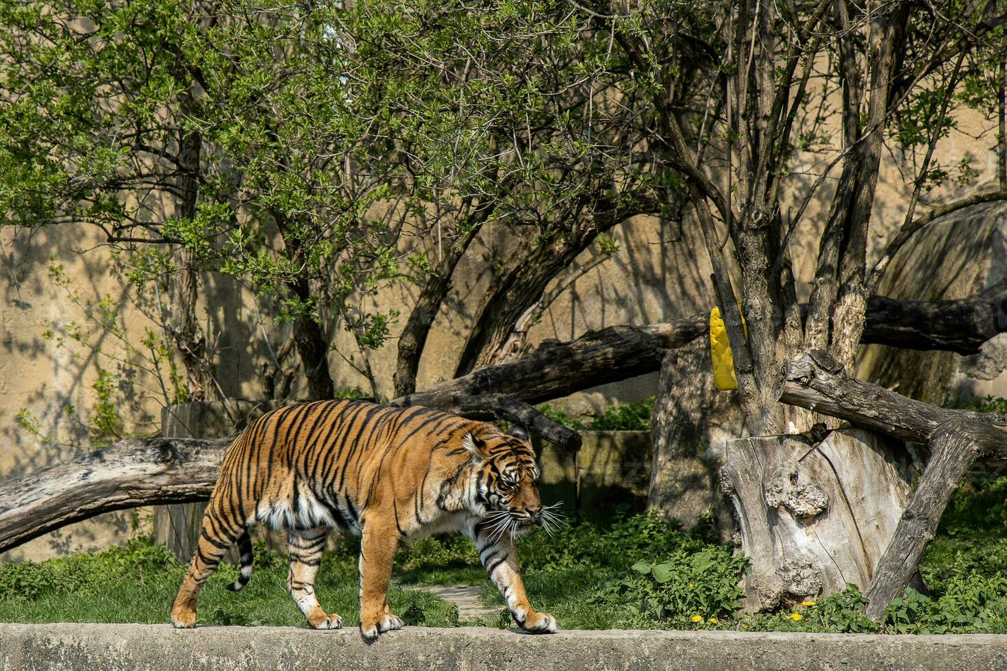 big adult tiger walking on a spring day in the Warsaw zoo, in Poland, photo