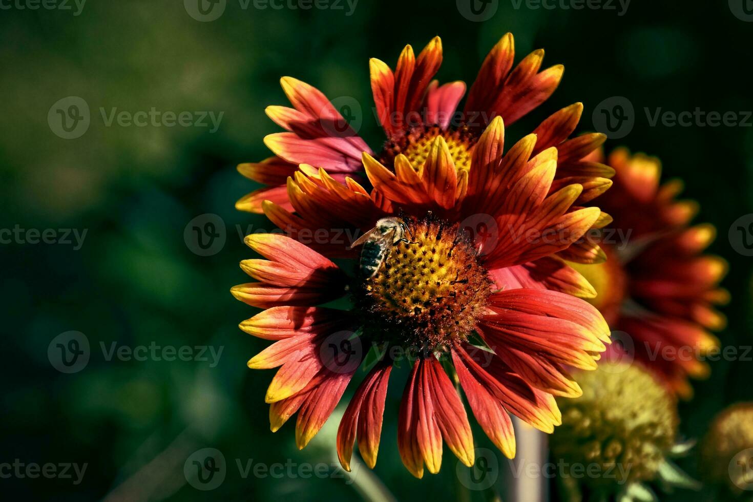 summer, red flowers in the garden against a background of green leaves on a warm day, photo