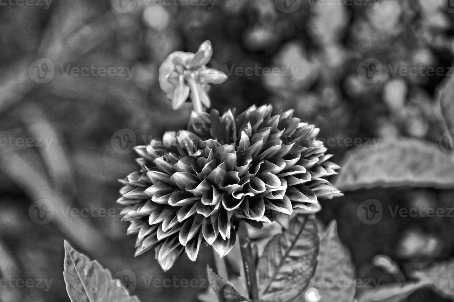 original purple flowers they gave growing on a summer day in a garden among green leaves photo