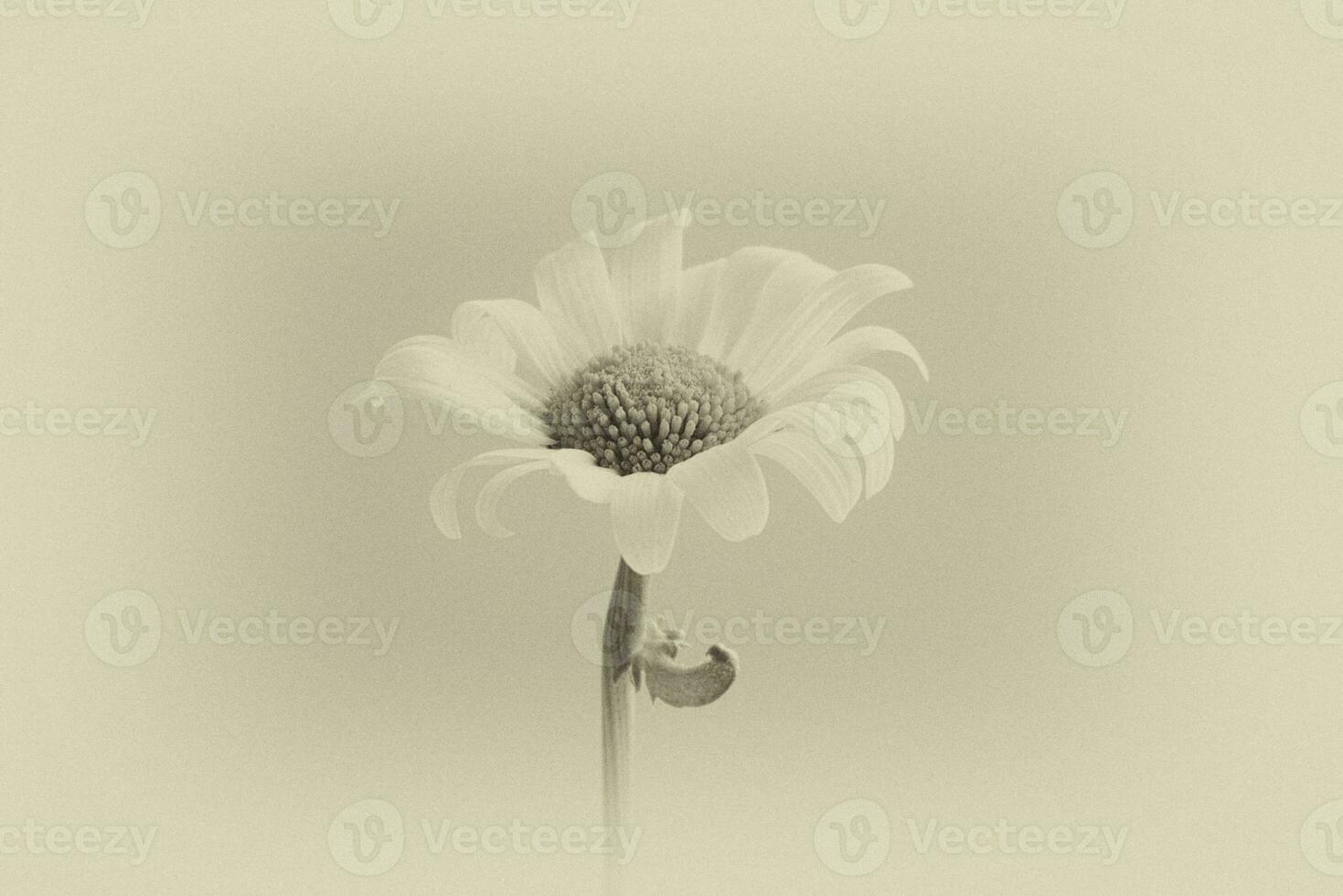 small original delicate free field flowers camomile on a light background photo