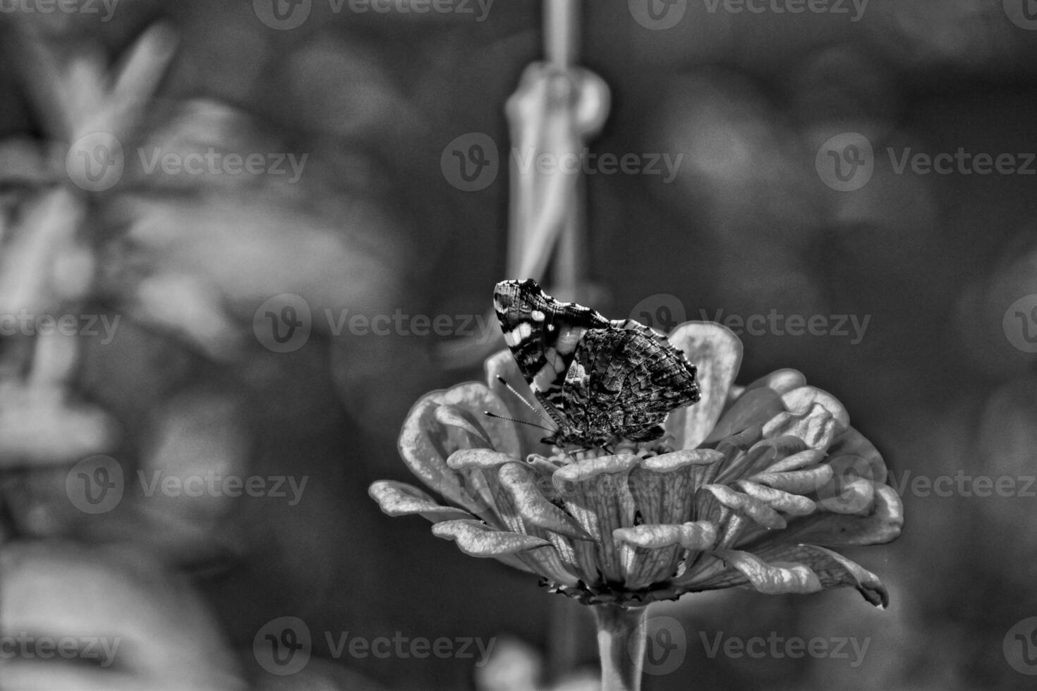 summer flower in the garden in the warm sun with a butterfly on a background of green leaves photo