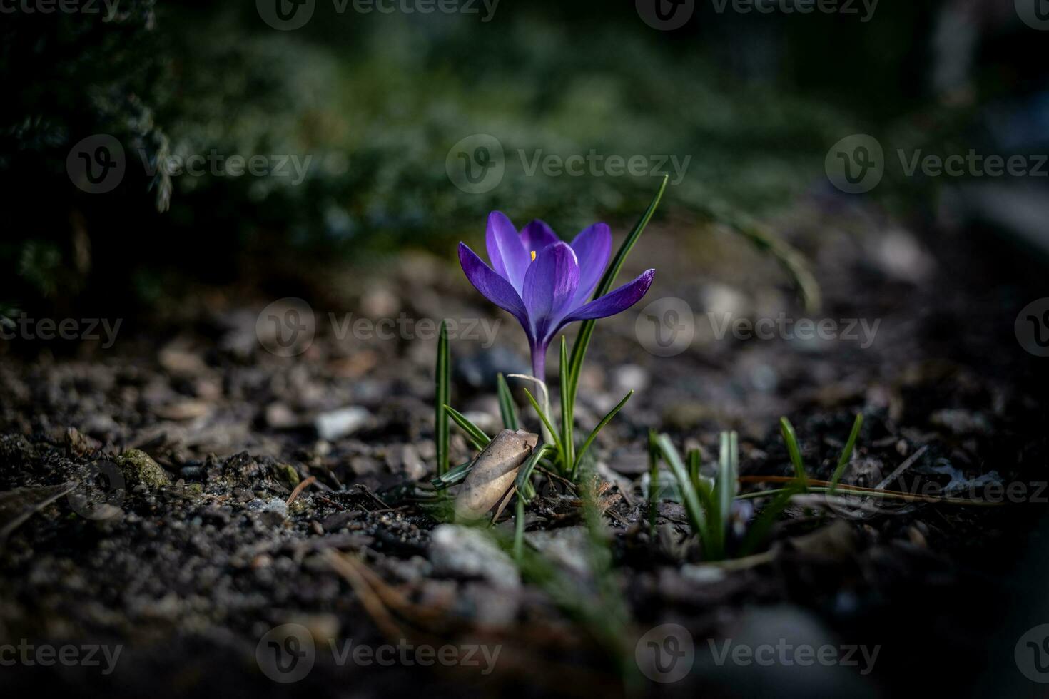 beautiful delicate crocus flower growing in the spring garden photo