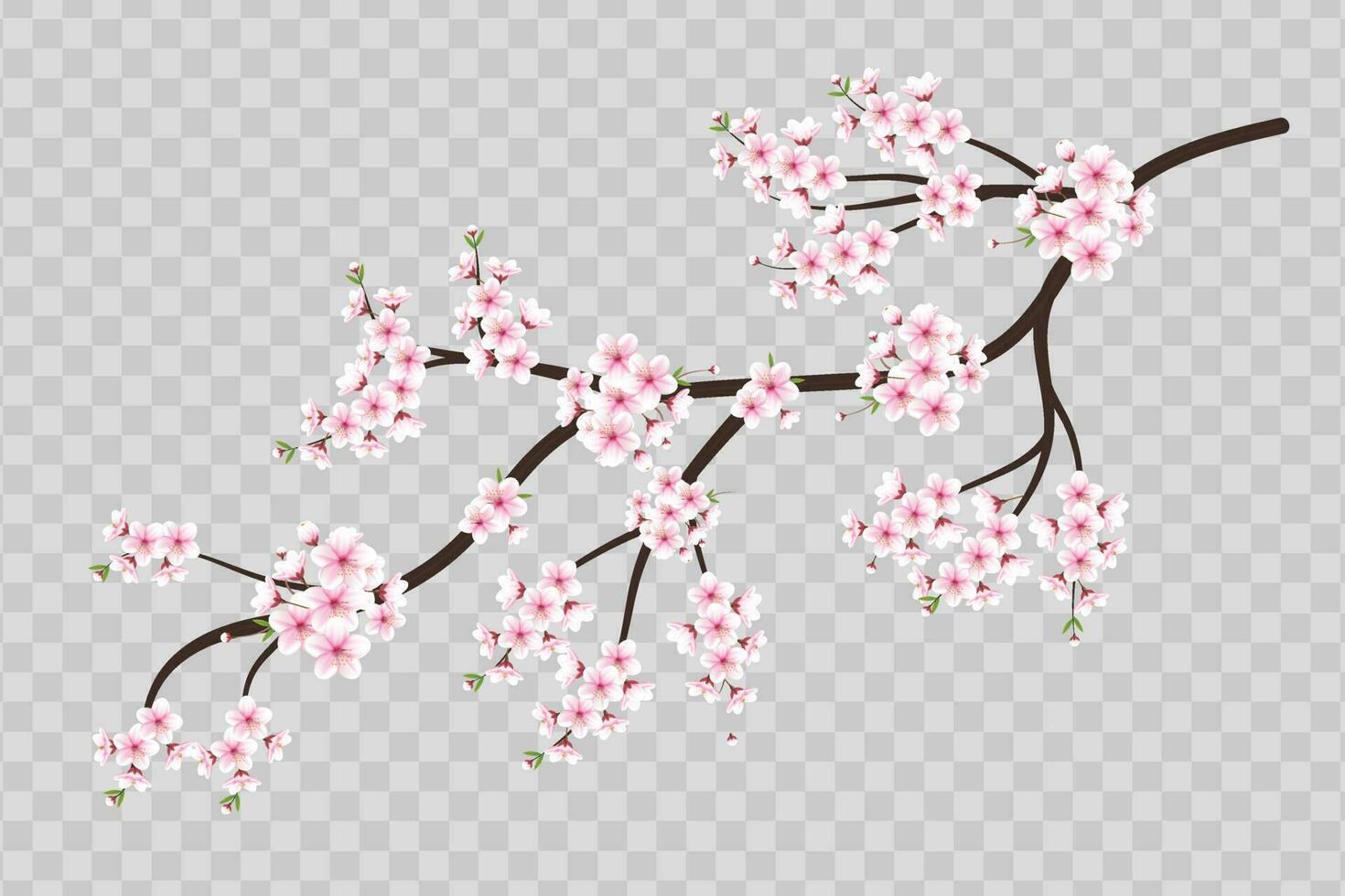 Realistic blooming cherry flowers and petals illustration,cherry blossom vector. pink sakura flower background. cherry blossom flower blooming vector