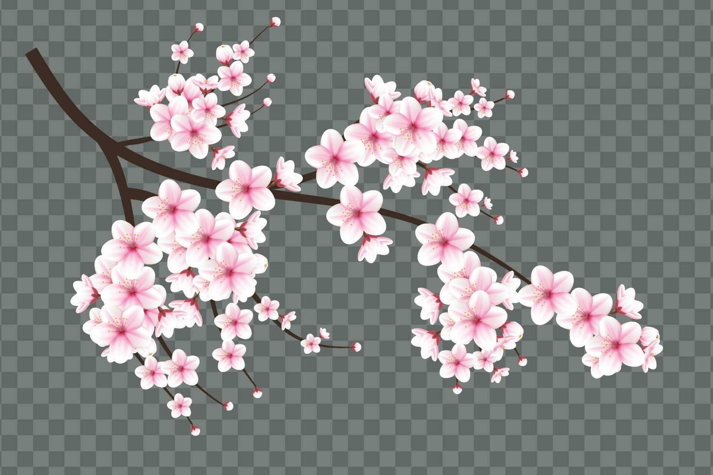 Realistic blooming cherry flowers and petals illustration,cherry
