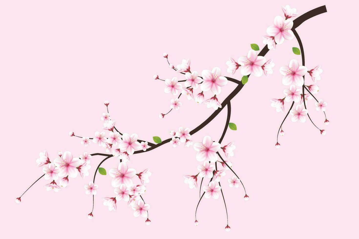 Realistic blooming cherry flowers and petals illustration,cherry blossom vector. pink sakura flower background. cherry blossom flower blooming vector