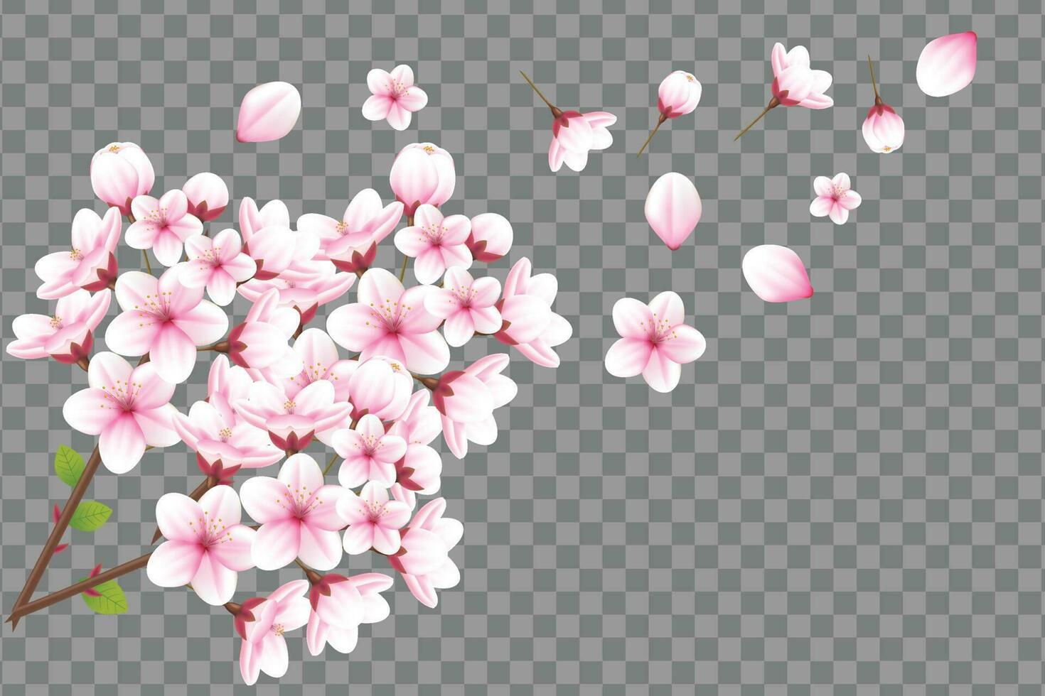 Realistic blooming cherry flowers and petals illustration,cherry blossom vector. pink sakura flower background. cherry blossom flower blooming vector