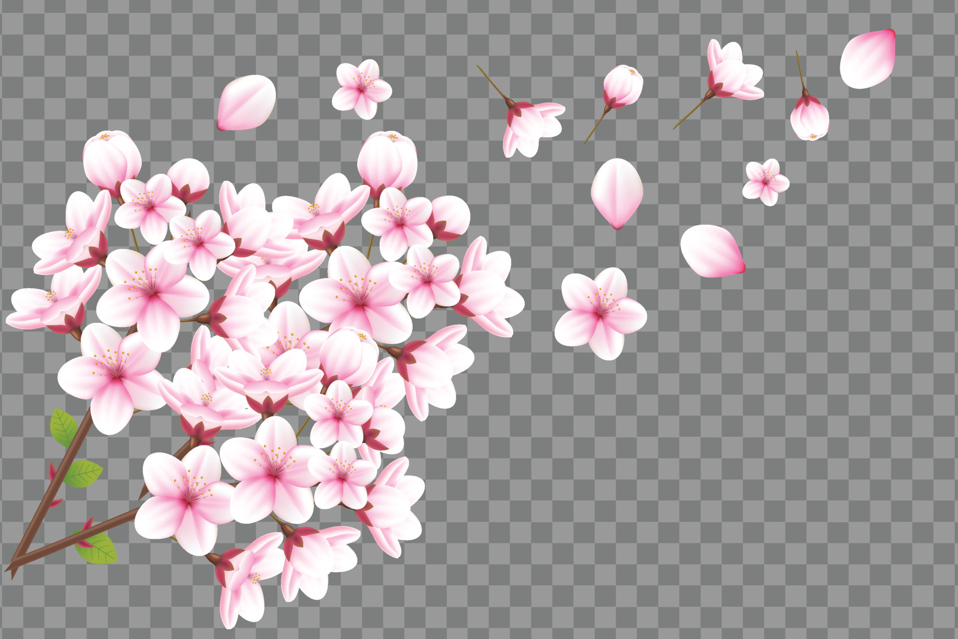 Realistic blooming cherry flowers and petals illustration,cherry