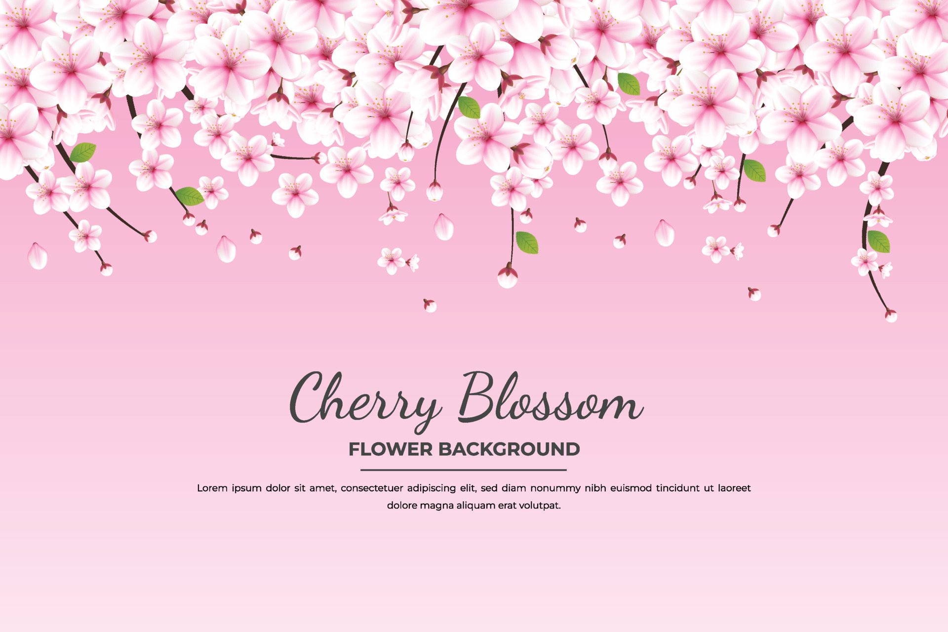 Realistic blooming cherry flowers and petals illustration,cherry