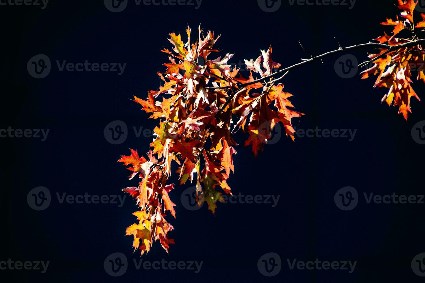 red oak leaves in the warm autumn sun on a black smooth background photo